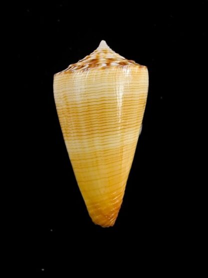 Conus reductaspiralis 33,8 mm Gem-14042