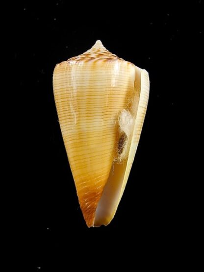 Conus reductaspiralis 33,8 mm Gem-14044