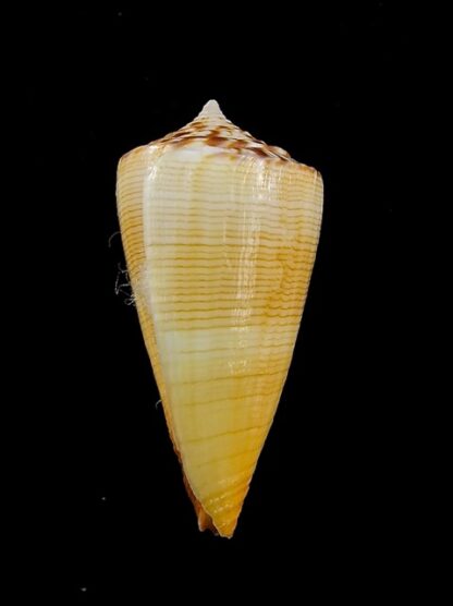 Conus reductaspiralis 33,8 mm Gem-14040