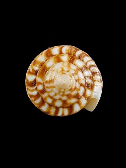 Conus reductaspiralis 33,8 mm Gem-14043