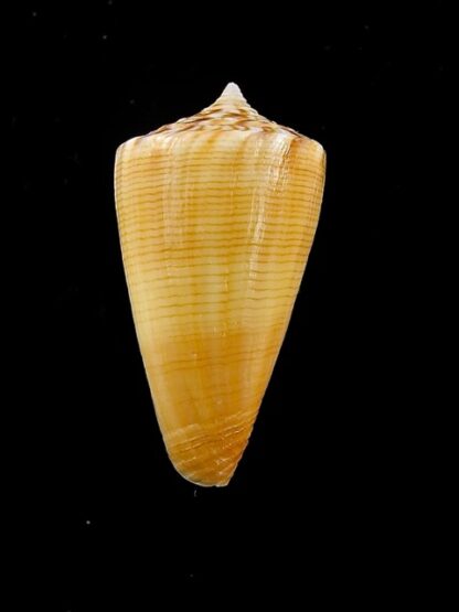 Conus reductaspiralis 31,3 mm Gem-14030
