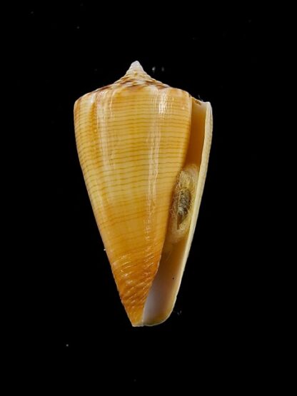 Conus reductaspiralis 31,3 mm Gem-14033