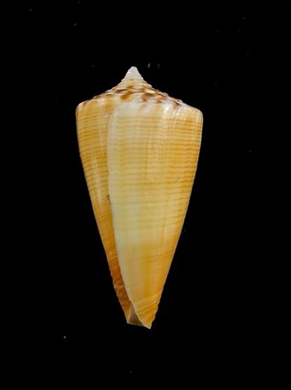 Conus reductaspiralis 31,3 mm Gem-14031