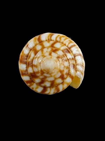 Conus reductaspiralis 31,3 mm Gem-14032