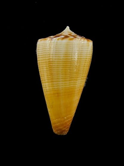 Conus reductaspiralis 28,4 mm Gem-14021