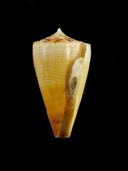 Conus reductaspiralis 28,4 mm Gem-14024