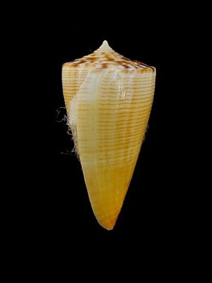 Conus reductaspiralis 28,4 mm Gem-14022