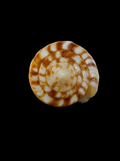 Conus reductaspiralis 28,4 mm Gem-14023