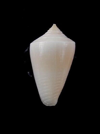 Conus cyanostoma 20,1 mm Gem-14010