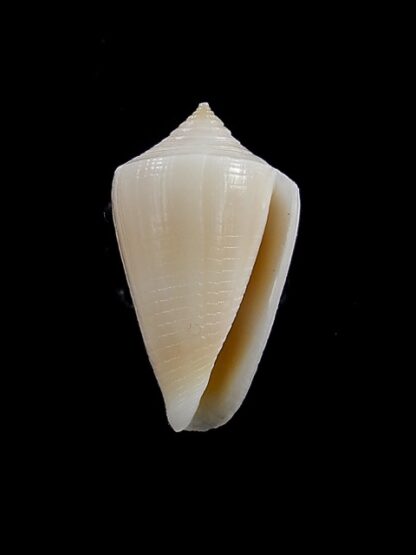 Conus cyanostoma 20,1 mm Gem-14011