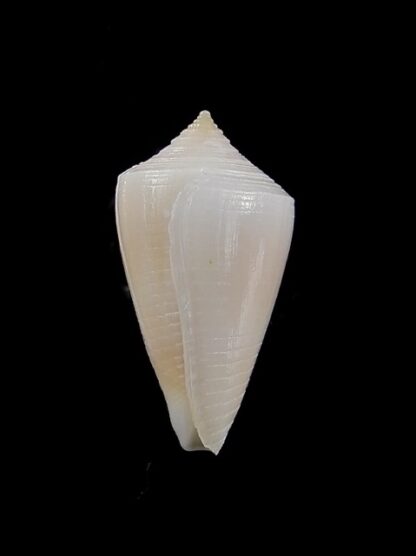 Conus cyanostoma 20,1 mm Gem-14013