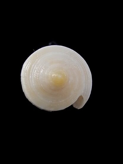 Conus cyanostoma 20,1 mm Gem-14014