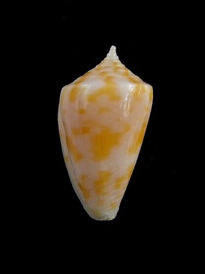 Conus sydneyensis 25 mm F+++/Gem-14051