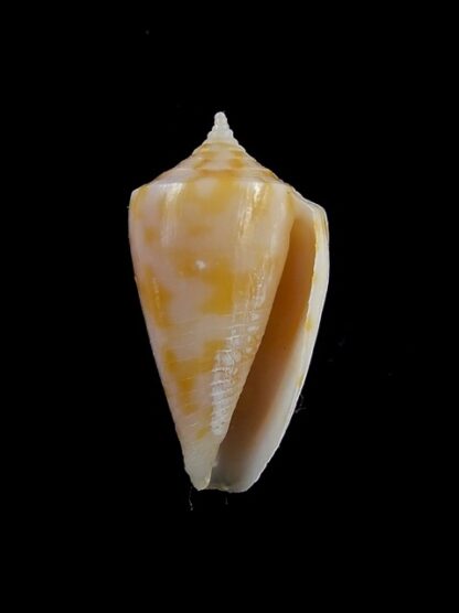Conus sydneyensis 25 mm F+++/Gem-14054