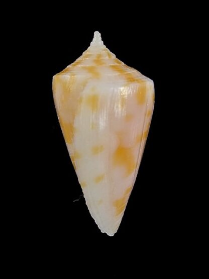 Conus sydneyensis 25 mm F+++/Gem-14053
