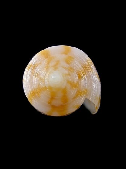 Conus sydneyensis 25 mm F+++/Gem-14050