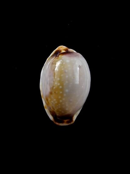 Cypraea gangranosa reentsii 17,7 mm Gem-12807