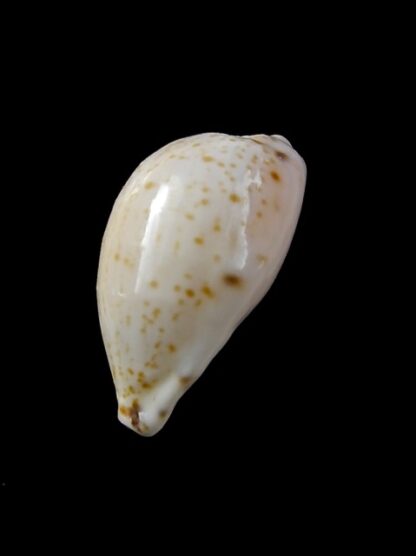Notocypraea declivis 25,4 mm Gem.-13271