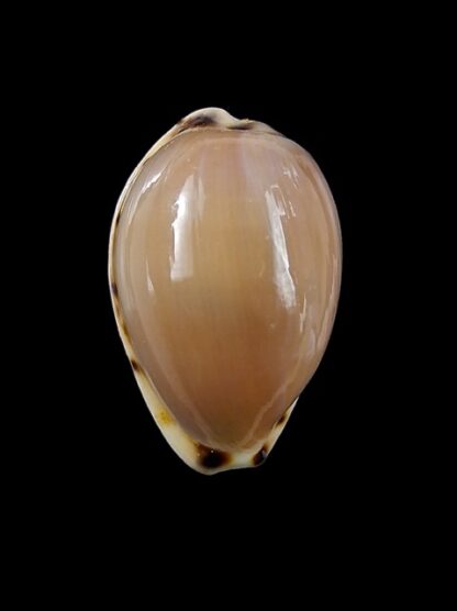 Notocypraea angustata 24,4 mm F+++/Gem-13145