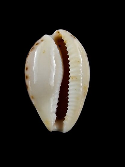 Notocypraea angustata 24,4 mm F+++/Gem-13143