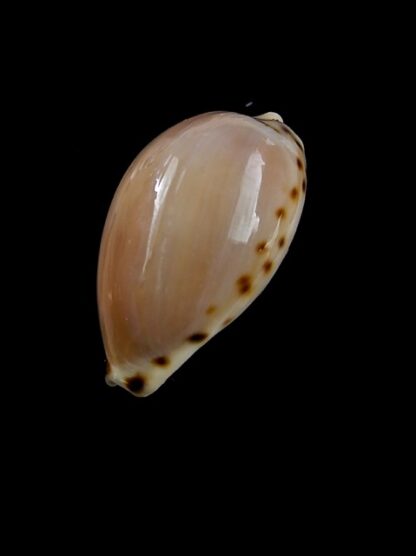 Notocypraea angustata 24,4 mm F+++/Gem-13147