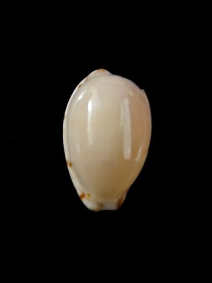 Notocypraea comptonii mayi 22,2 mm F++-13207