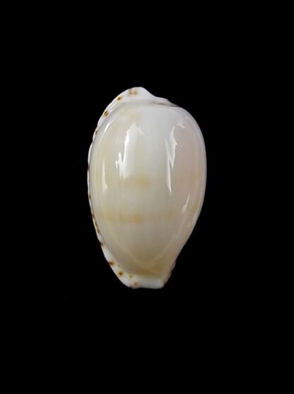 Notocypraea comptonii mayi 20,4 mm Gem-13185