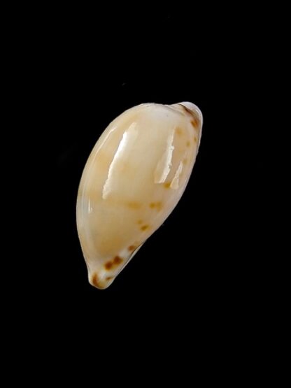 Notocypraea comptonii mayi 20,4 mm F+++/Gem-13173