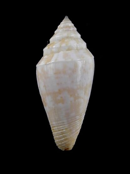 Conus clarus segravei 36,4 mm F+++-13046