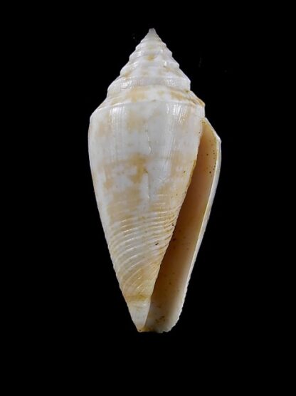 Conus clarus segravei 36,4 mm F+++-13044