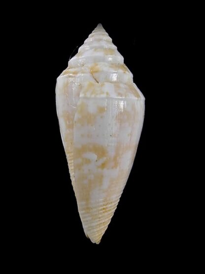 Conus clarus segravei 36,4 mm F+++-13045
