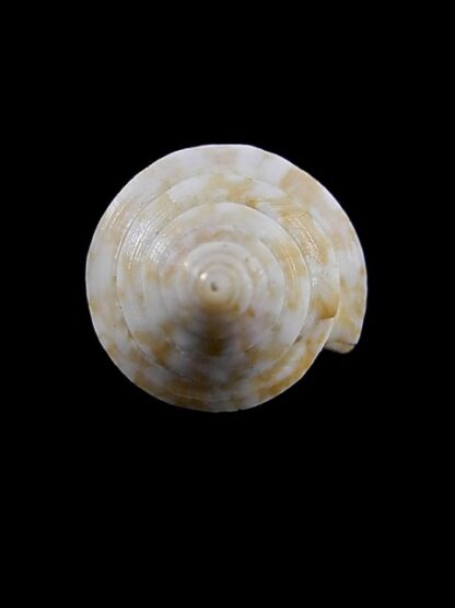 Conus clarus segravei 36,4 mm F+++-13047