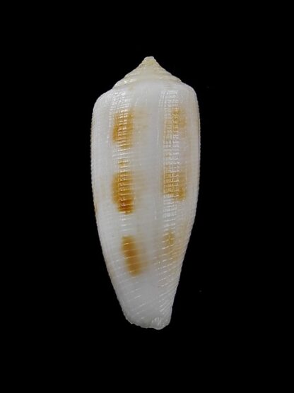 Conus artoptus 36,3 mm F+++/Gem-13034