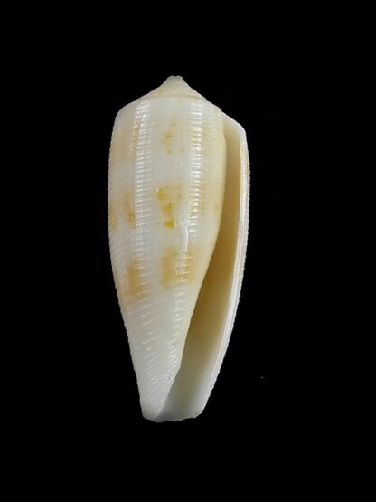 Conus artoptus 36,3 mm F+++/Gem-13037