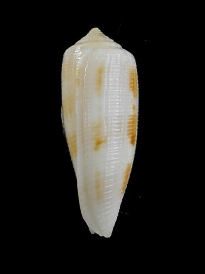Conus artoptus 36,3 mm F+++/Gem-13036