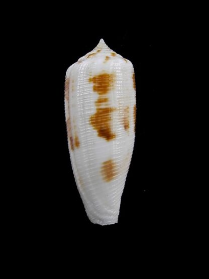 Conus artoptus 34,9 mm Gem-13026