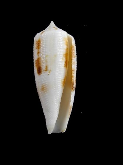 Conus artoptus 34,9 mm Gem-13024