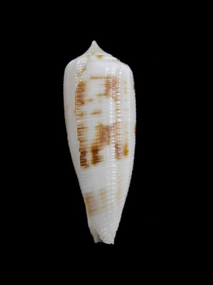 Conus artoptus 34,9 mm Gem-13025