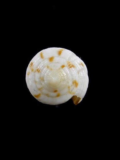Conus artoptus 34,9 mm Gem-13027