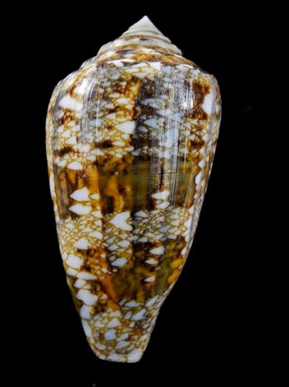 Conus victoriae complanatus 55,4 mm Gem-13120