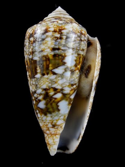Conus victoriae complanatus 55,4 mm Gem-13122