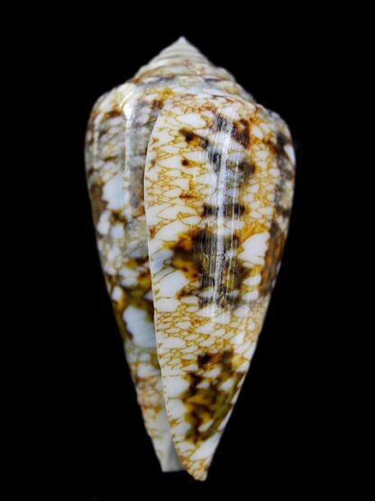 Conus victoriae complanatus 55,4 mm Gem-13119