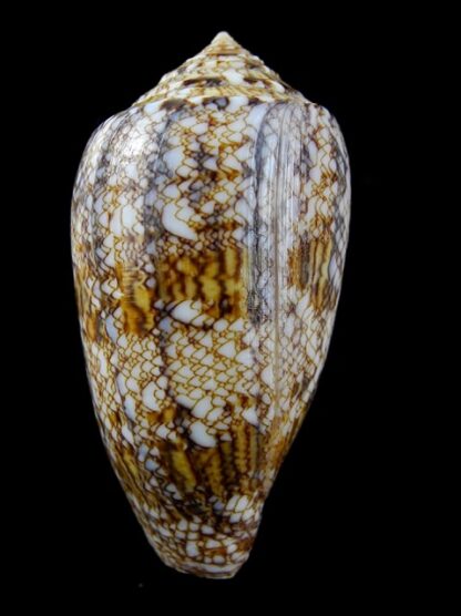 Conus victoriae complanatus 59,6 mm Gem-13132
