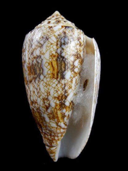 Conus victoriae complanatus 59,6 mm Gem-13129