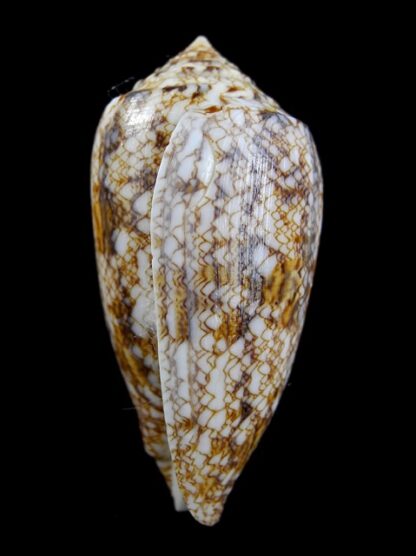 Conus victoriae complanatus 59,6 mm Gem-13130