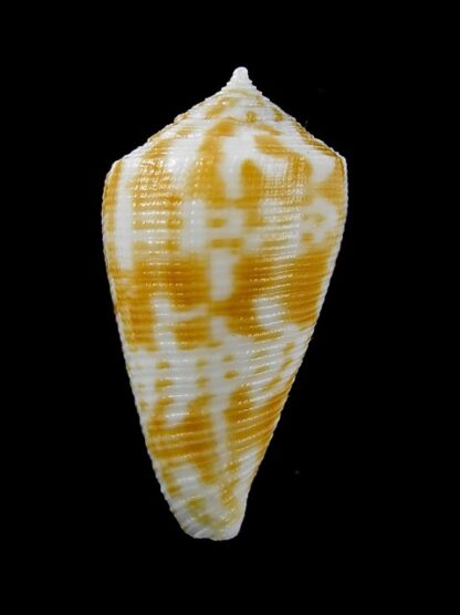 Conus limpusi 31,1 mm Gem-13082