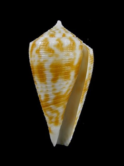 Conus limpusi 31,1 mm Gem-13081