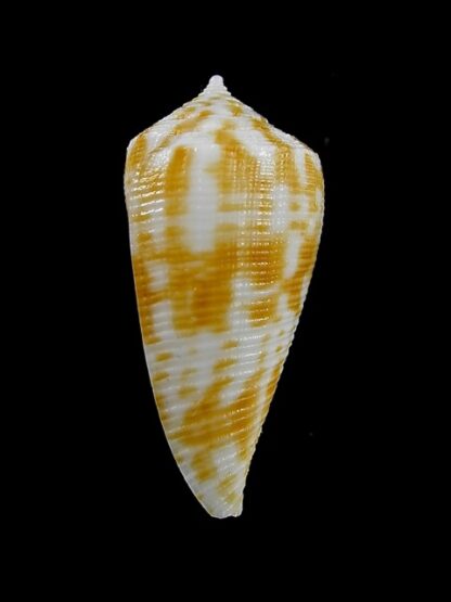 Conus limpusi 31,1 mm Gem-13079