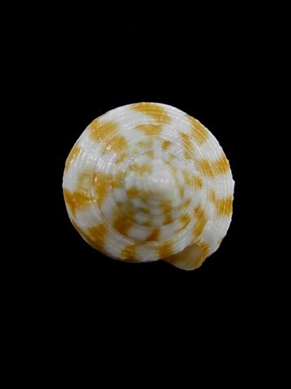 Conus limpusi 31,1 mm Gem-13078