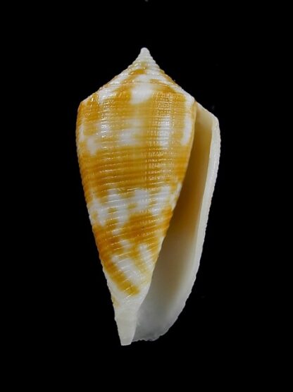 Conus limpusi 33 mm Gem-13112